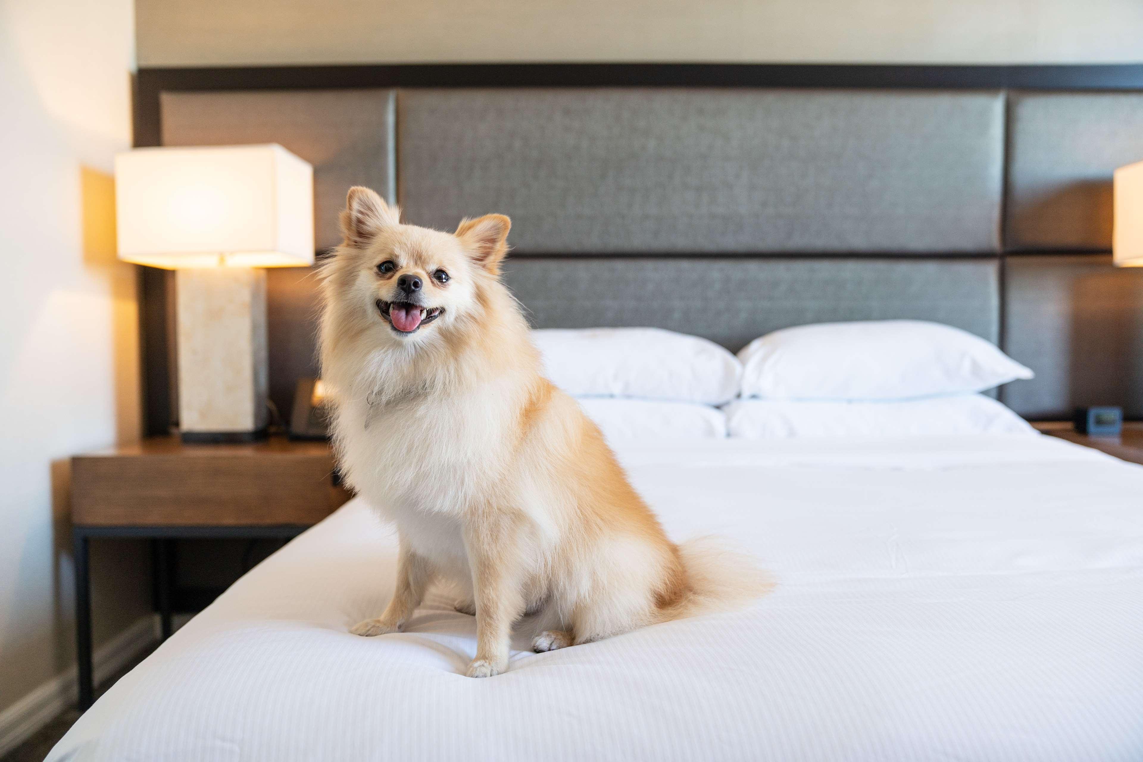 Doubletree By Hilton San Diego-mission Valley Hotel
